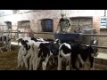 Une matine dans une exploitation laitire
