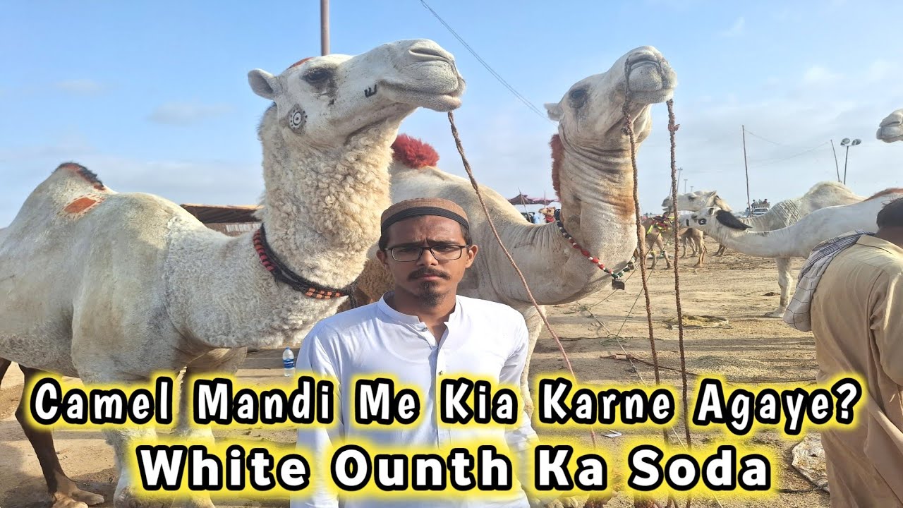 Northern Bypass Mandi | Nachne Waly Ounth Ka Soda | Camel Mandi Price Update ||