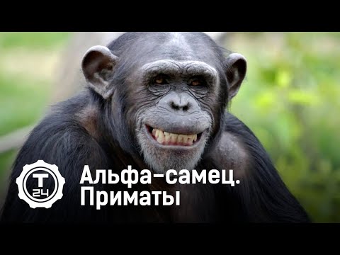 Альфа-самец. Приматы @T24TV