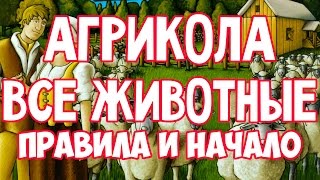 Как играть в настольную игру 