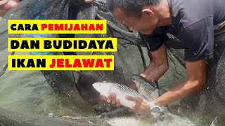 Cara #Pemijahan dan #Budidaya Ikan #Jelawat, Ikan Lokal #Indonesia
