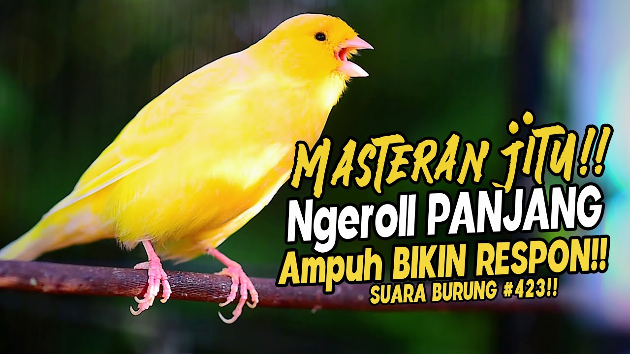 SUARA BURUNG |423| Kenari GACOR PANJANG INI Cocok untuk Masteran KENARI PAUD dan Kenari Macet BUNYI