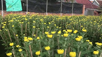 Hoa Cúc Đại Đóa Tết Ninh Giang Khánh Hòa 2020 D 1M2 1M 90 60 40 CÔNG TY CP SX KD HOA CÚC A NHÀN