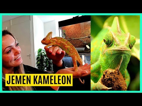 Video: Hoe Een Kameleon Te Houden?