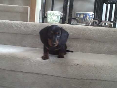 Molly the Mini Dachshund Conquers the Stairs