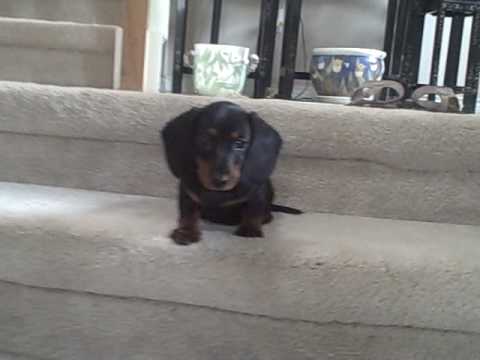 miniature dachshund stairs