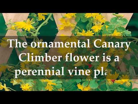 Video: Canary Creeper Vine Info - խորհուրդներ Canary Creeper աճեցնելու համար