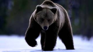 Звуки Животных и их голоса! Звуки Животных и их голоса!