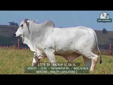 LOTE 59