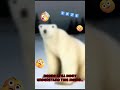 bear from 2026 #meme #medved #2026