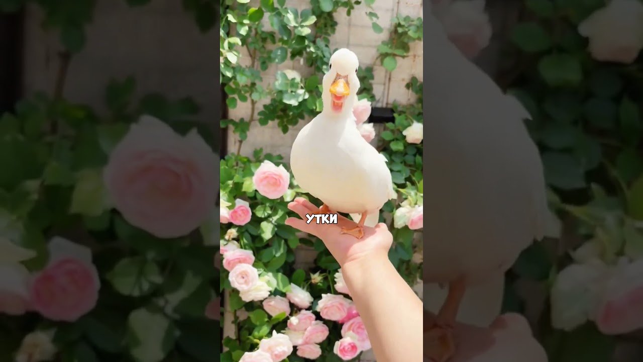 Самая очаровательная уточка #животные #факты #интересно