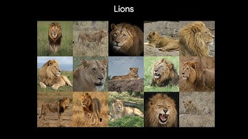 Self-Distilled StyleGAN: Towards Generation from Internet Photos