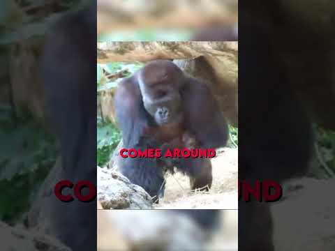 Gorilla Kidnaps His Own Kids