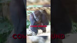 Gorilla kidnaps his own Kids 😂 Resimi