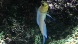 Yellowhead Jawfish digging a burrow - Brunnenbauer - Zoo Leipzig