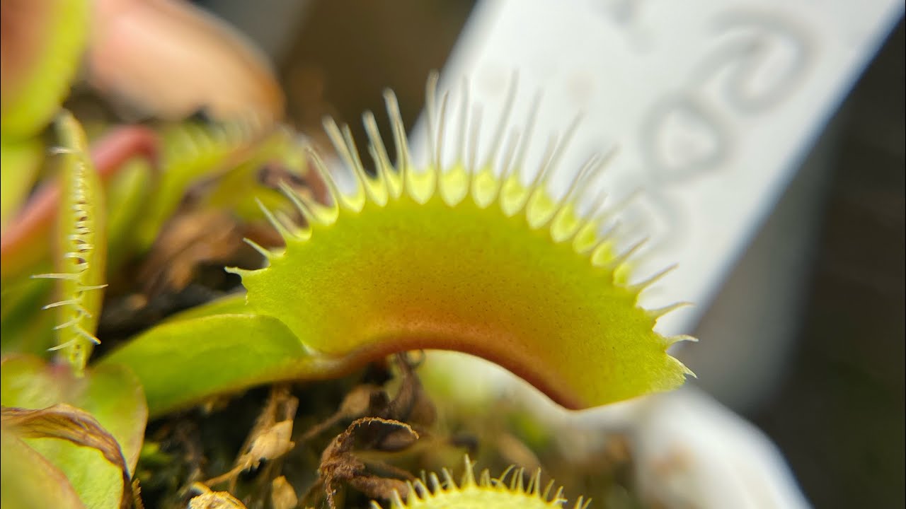 Feeding Frenzy Venus Flytrap’s Eating BloodWorms YouTube