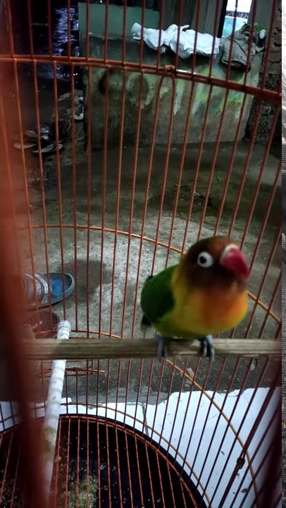 Lovebird ngekek depan kamera,
