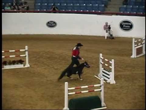 2010 American Miniature Horse Champ Jumper