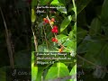 Awesome Berries in garden@Wisorg #gospelmusic #naturelove