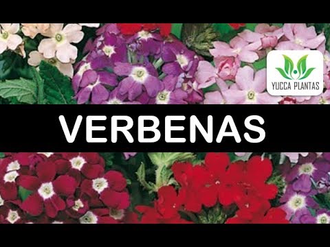 Vídeo: Salvando Sementes de Verbena - Quando Colher Sementes de Verbena das Plantas
