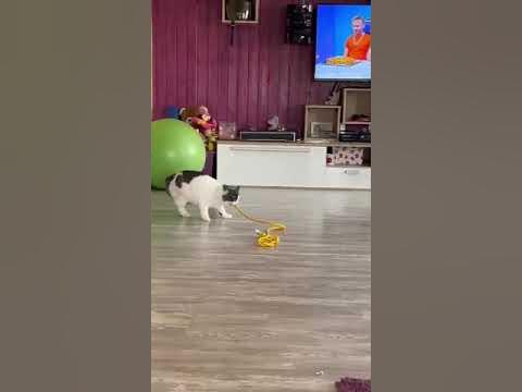 Кото Пес! - YouTube