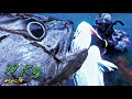 Lihat keganasan monster tuna hingga titik darah penghabisan fishing viral