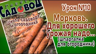 МОРКОВЬ. Для хорошего урожая надо. Урок №10