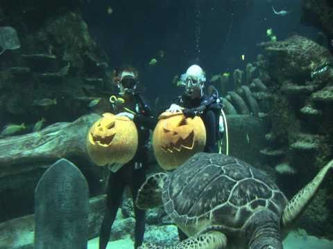 DIVERS COMPETE IN UNDERWATER PUMPKIN CARVE OFF AT ...