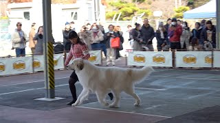 【ルンルンの裏庭】ロング版：FCI東京　グレートピレニーズ　ブリード戦（犬種別）