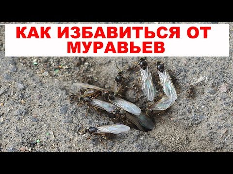 Как избавиться от муравьев на даче или в огороде. Простой народный способ, как уничтожить муравьев