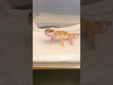 Очень красивый малыш🦎продаётся