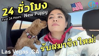 24 ชั่วโมงกับหมาตัวแรกในชีวิต! เดินทางข้ามรัฐในอเมริกา #มอสลา |NEW PUPPY The First 24 Hours