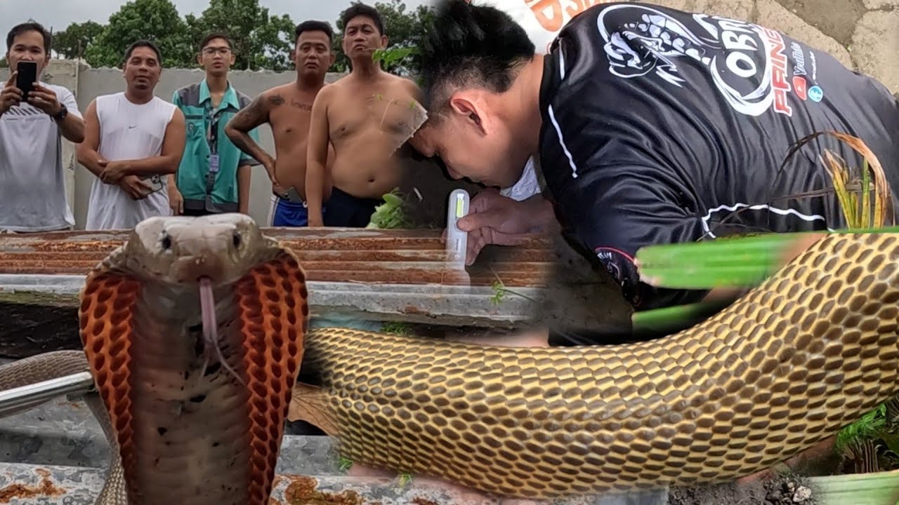 MAG ASAWANG COBRA MUNTIK NA MAKAP4T4Y