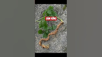 Cu sâm rừng nặng hơn 200g dài cong 60cm 46 mắt sâm #dượclieuquy #samlaichau