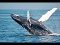 Exploring Canada :Whale watching in Quebec city