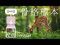 【作業配信】鹿の骨格標本作成 詩花羽なぬの #vtuber