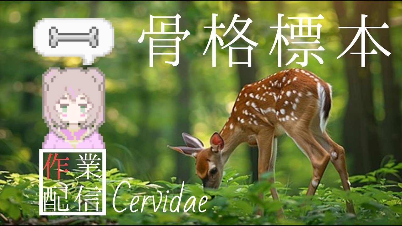 【作業配信】鹿の骨格標本作成 詩花羽なぬの #vtuber