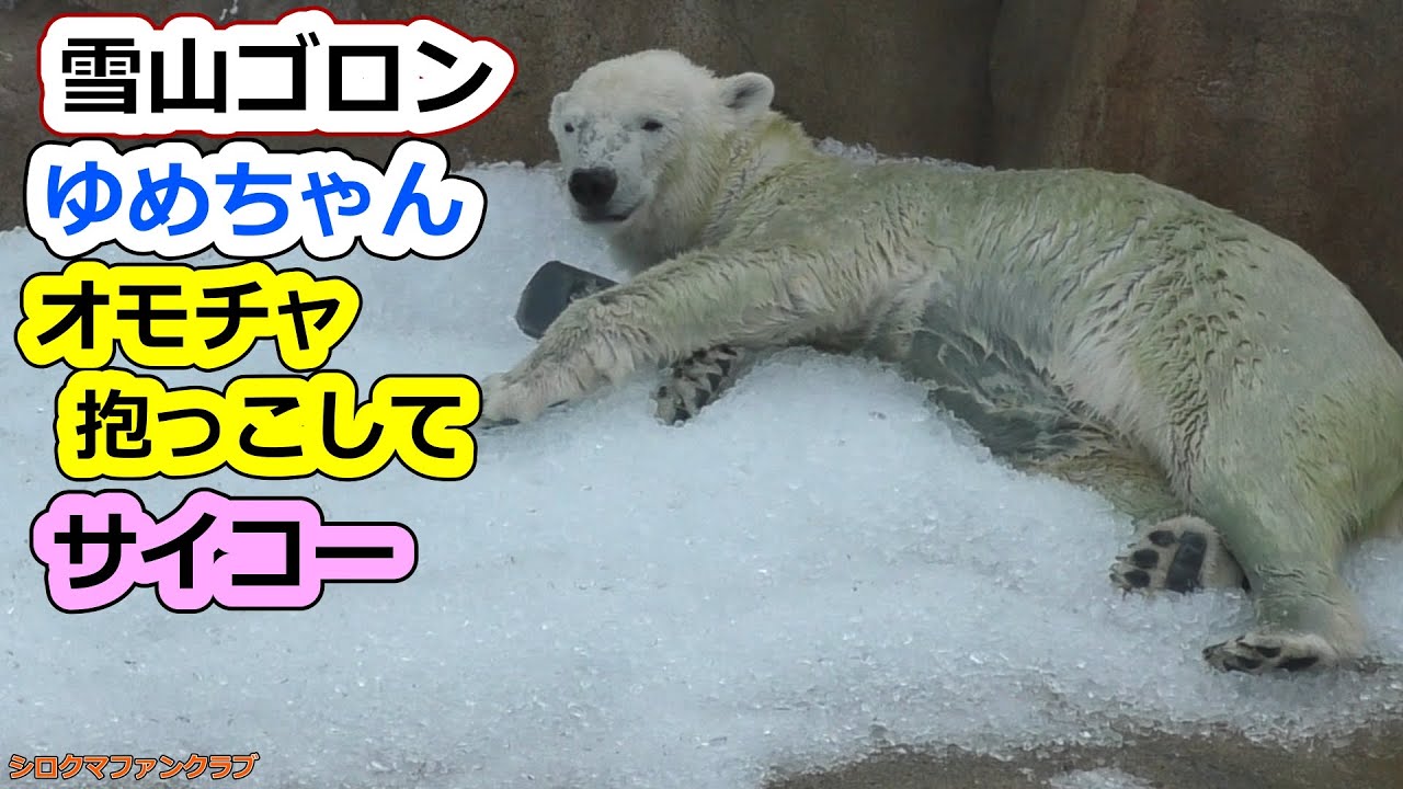 Снежная гора, катящаяся Юмэ-тян 💗 Обнимать игрушку — это лучшее [Зоопарк Оджи]