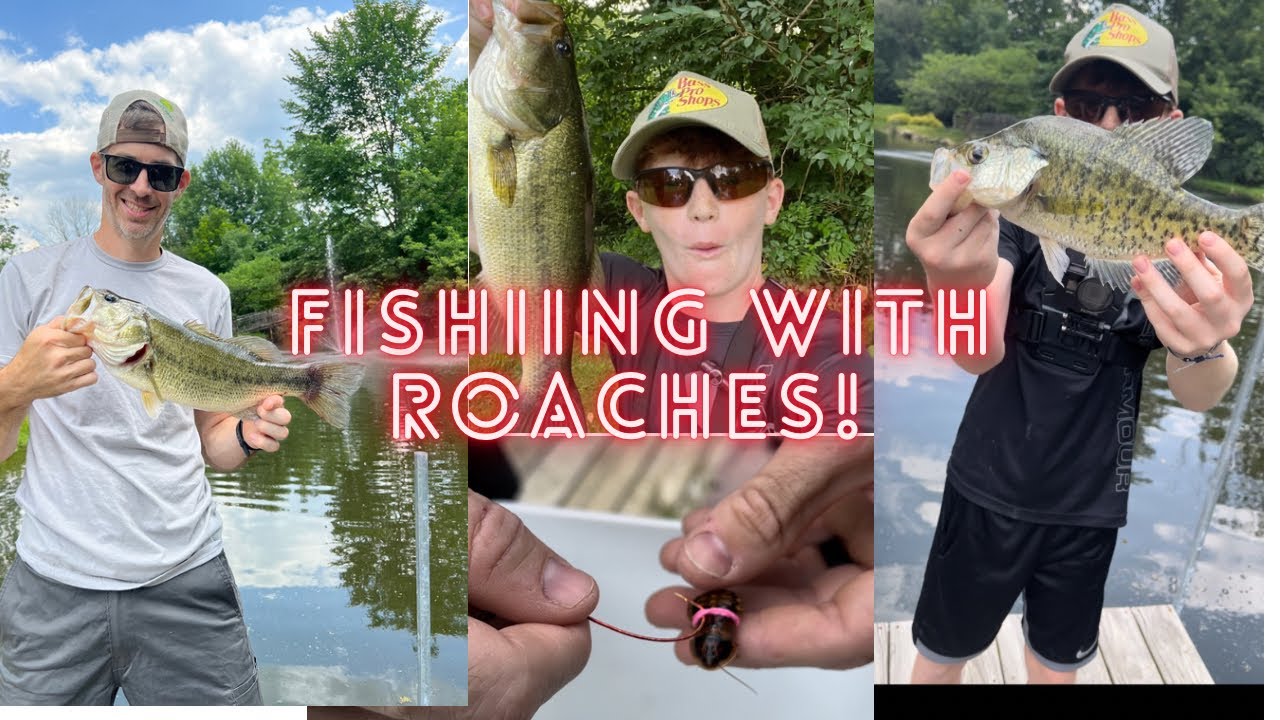 Bass Fishing with ROACHES (you have to try IT!)