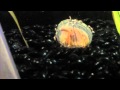 O incrivel ataque de uma água-viva a um peixe (video)