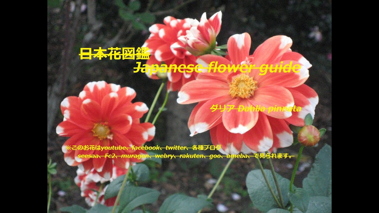 美しい命 Beautiful Life ダリア Dahlia Pinnata 橙二色咲きと赤 季節の花 日本花図鑑 Japanese Flower Guide Youtube