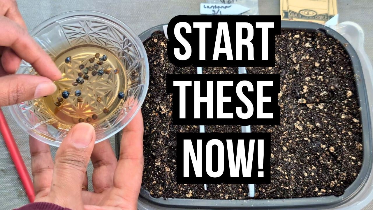 Start These Flowers NOW For a Stunning Summer Garden 🌺🌱