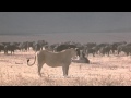 Manada de búfalos defendem seu companheiro de ataque de leão