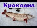 Большая щука.  Ловля на мандулу.  Река Обь 2016.