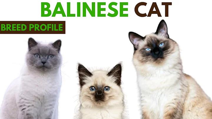 Watch the video about Balinese Cat Breed Profile History Price Traits Grooming Needs Lifespan
