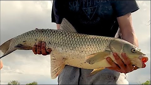 How to Catch Grass Carp Like a PRO | Easy bait & Tips