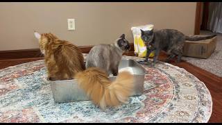 HONEST REVIEW - Crystal Cat Litter