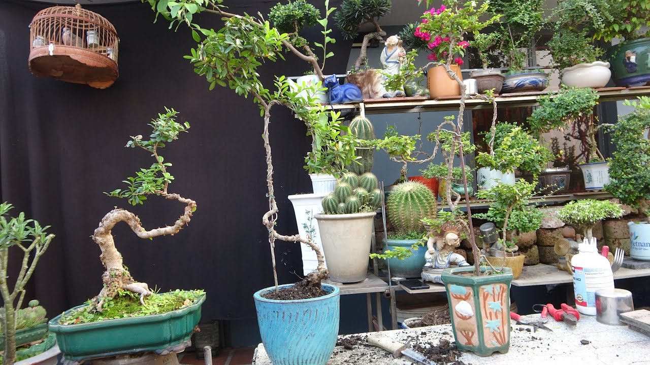 SANG CHẬU PHÙ HỢP SẺ LÀM TĂNG NÉT ĐẸP CỦA CÂY KHI CHƠI BONSAI .