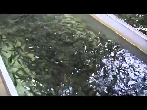 Fish Farm - Pelka