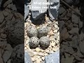 Learn more about killdeer nest and "did it move those big rocks?" in full video.